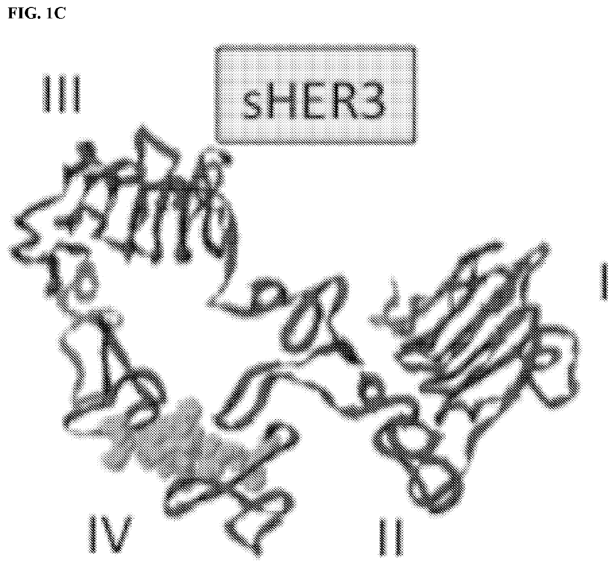 ErbB PEPTIDE PHARMACEUTICAL AND VACCINE COMPOSITIONS AND THERAPEUTIC USES THEREOF FOR CANCER