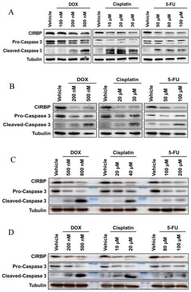 Application of CIRBP gene or protein coded by CIRBP gene in myocardial injury treatment