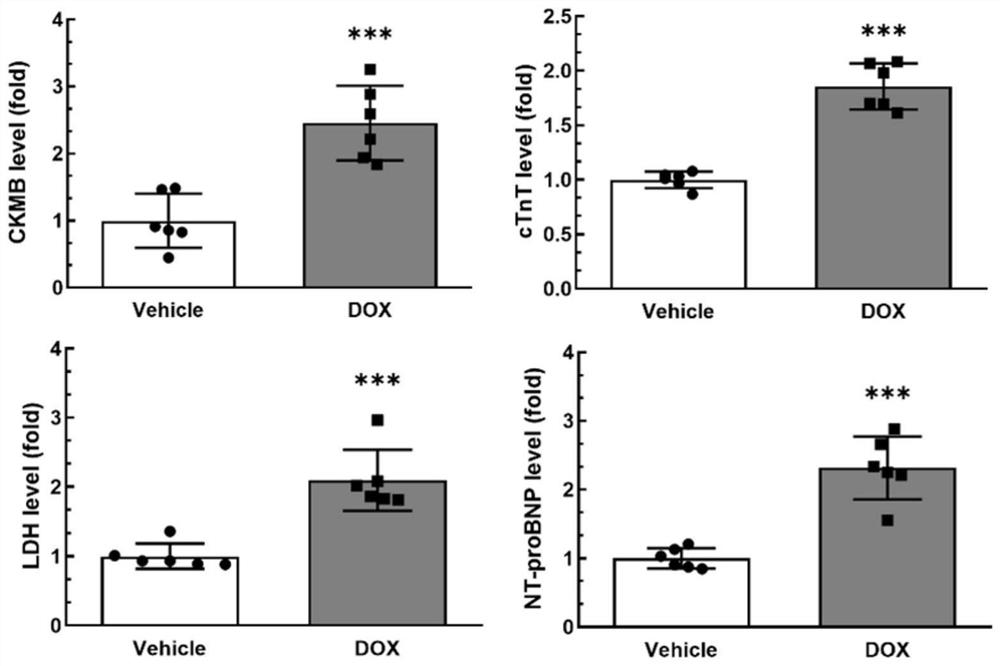 Application of CIRBP gene or protein coded by CIRBP gene in myocardial injury treatment