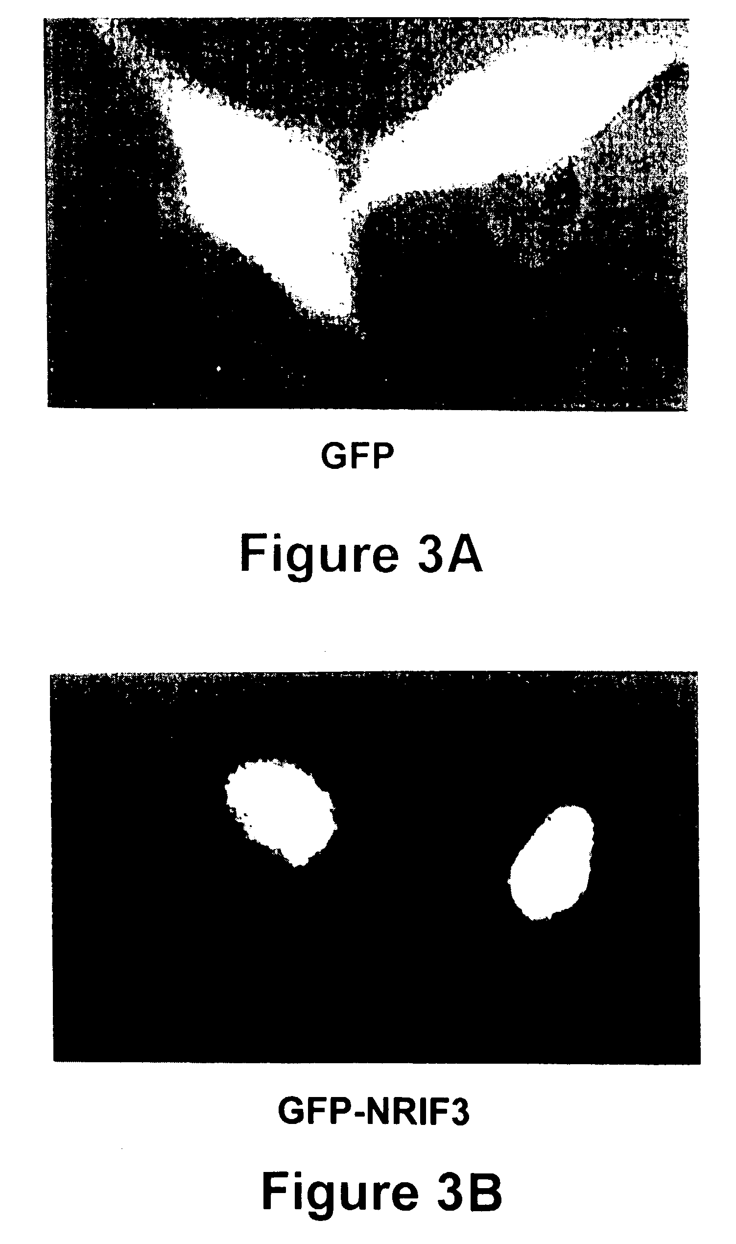 NRIF3, a novel co-activator for nuclear hormone receptors