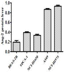 Method for specificity shRNA screening and verification on lung cancer cell inhibition of targeted Ang-2 gene of shRNA