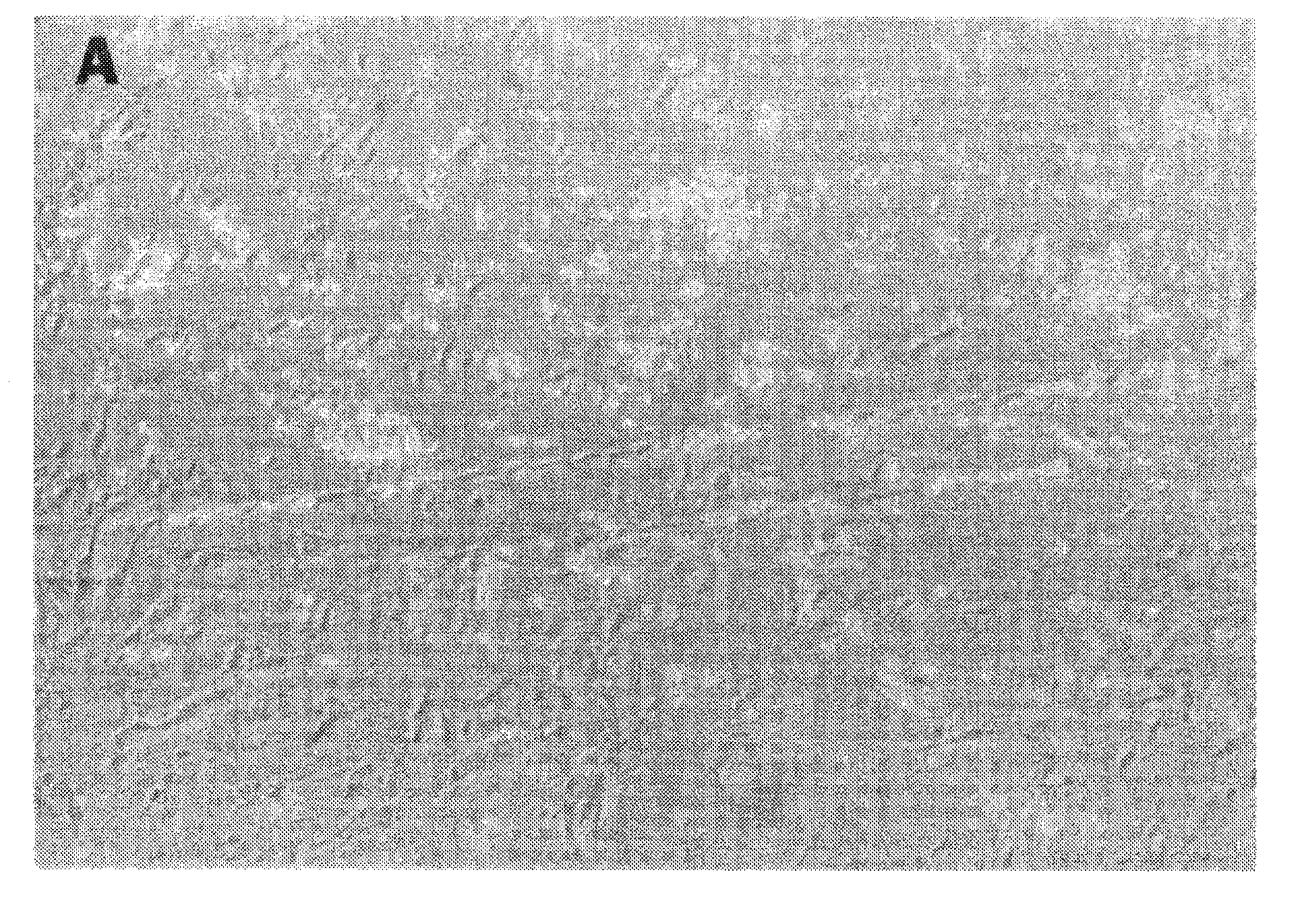 Pluripotent embryonic-like stem cells, compositions, methods and uses thereof