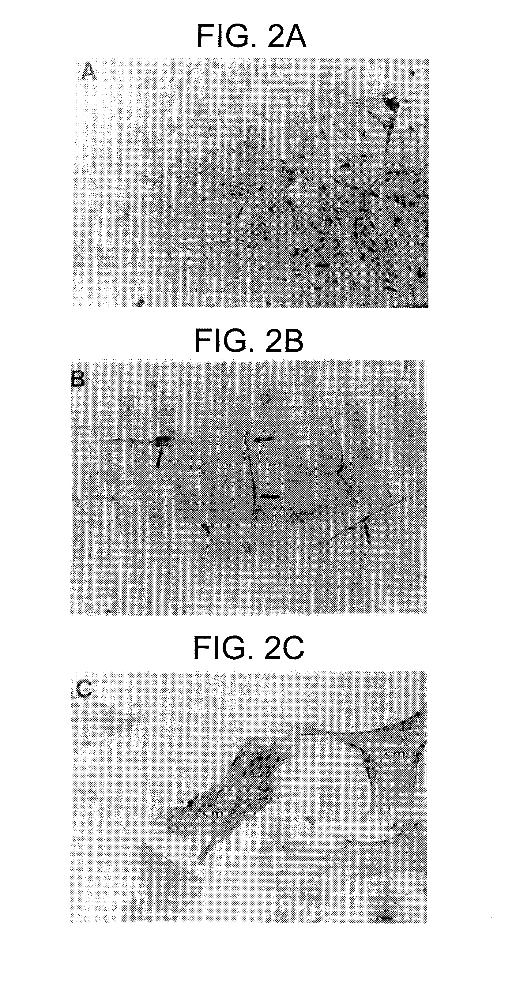 Pluripotent embryonic-like stem cells, compositions, methods and uses thereof