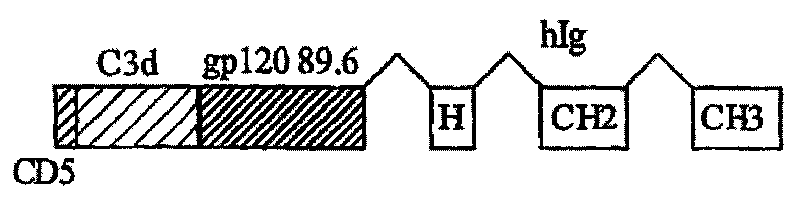 IgG Fc/HIV-gp120/C3d fusion protein