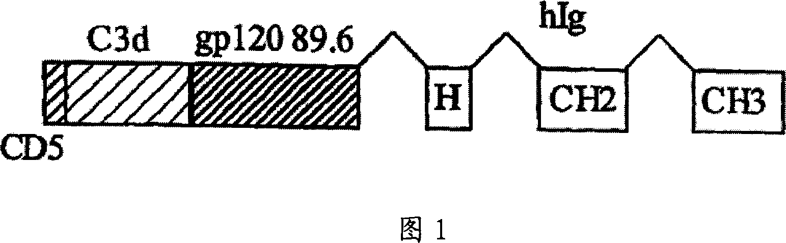 IgG Fc/HIV-gp120/C3d fusion protein