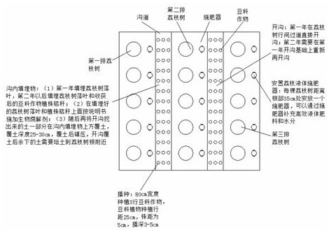 Multiple cropping mode for improving benefits of lychee orchard in South China and ecologically restoring soil