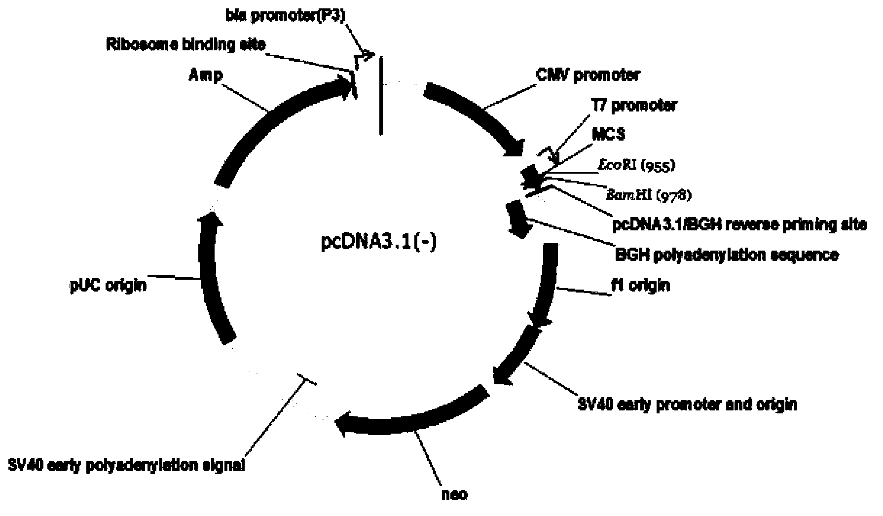 Fusion protein containing leucine-rich repetitive sequence, and preparation method and application thereof