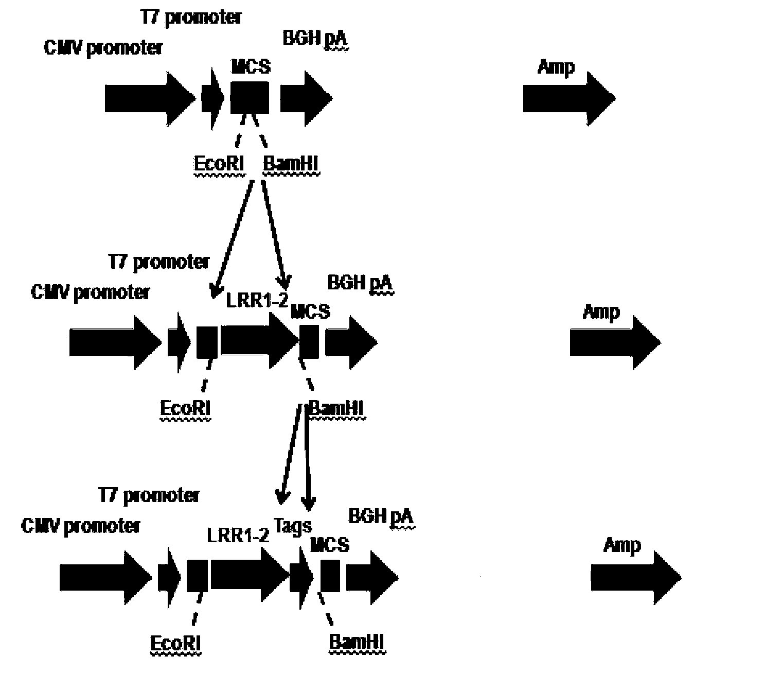 Fusion protein containing leucine-rich repetitive sequence, and preparation method and application thereof