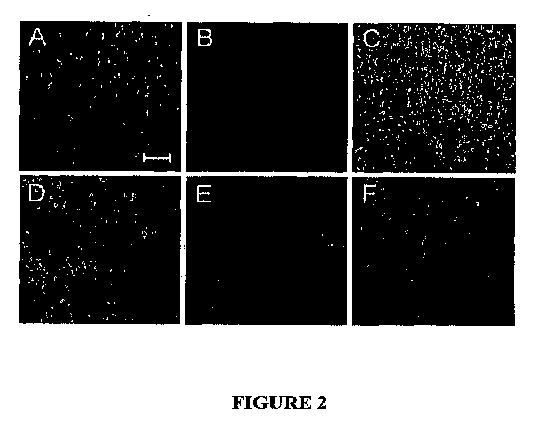 Methods and compositions related to targeting tumors and wounds