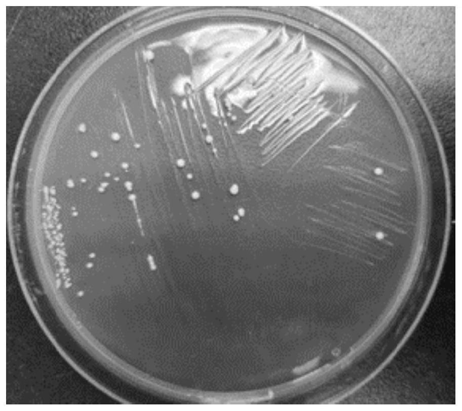 Lactobacillus casei DY13 as well as product and application thereof