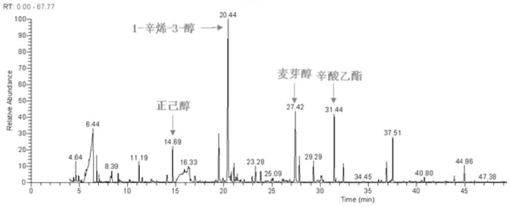 Lactobacillus casei DY13 as well as product and application thereof