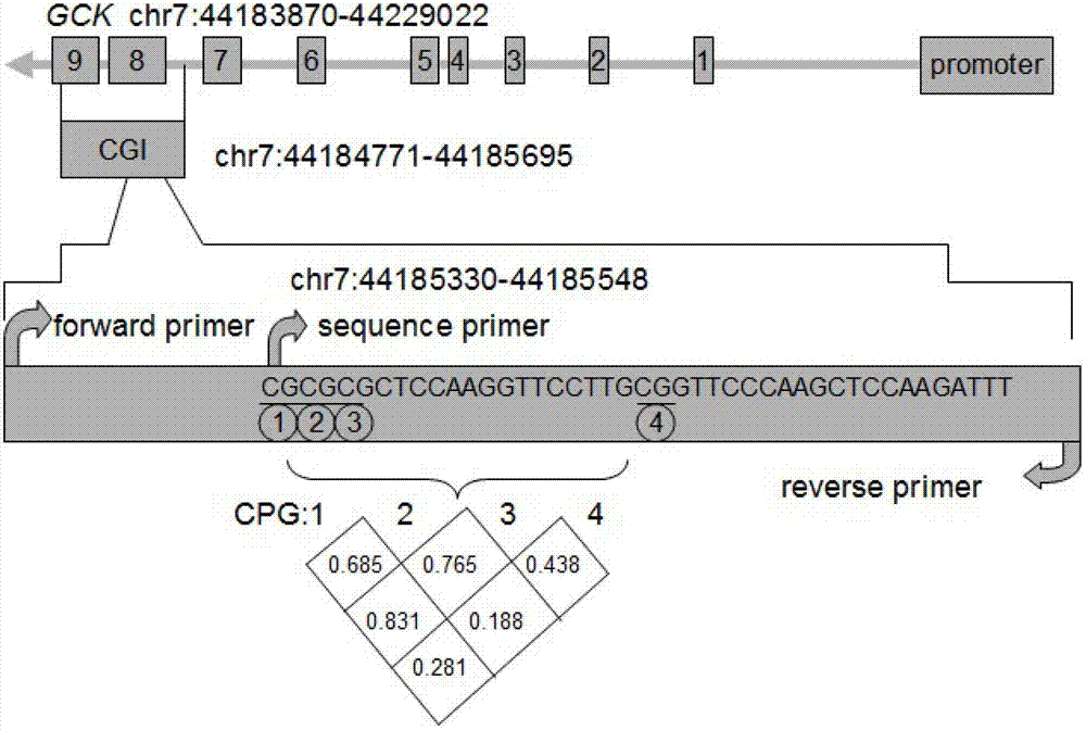 Kit for detecting methylation degree for GCK (glucokinase) gene associated with type 2 diabetes and application thereof