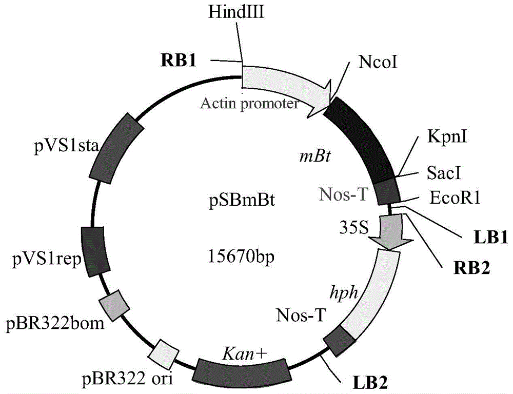 Bt protein as well as coding gene and application thereof