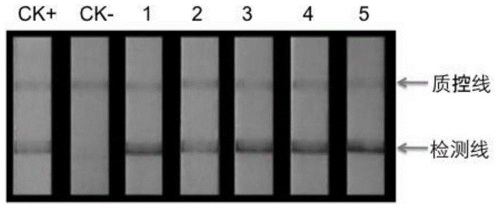 Bt protein as well as coding gene and application thereof