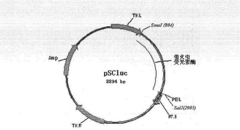 Recombination VTT and method for detecting vaccinia virus neutralizing antibody by using same