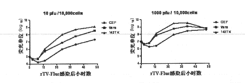 Recombination VTT and method for detecting vaccinia virus neutralizing antibody by using same