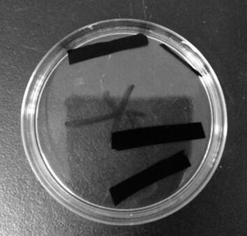 High-performance conductive polymer hydrogel preparation method