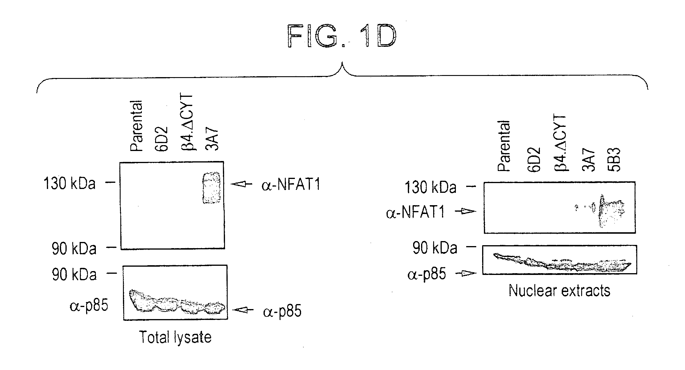 NFAT transcription factors in tumor progression