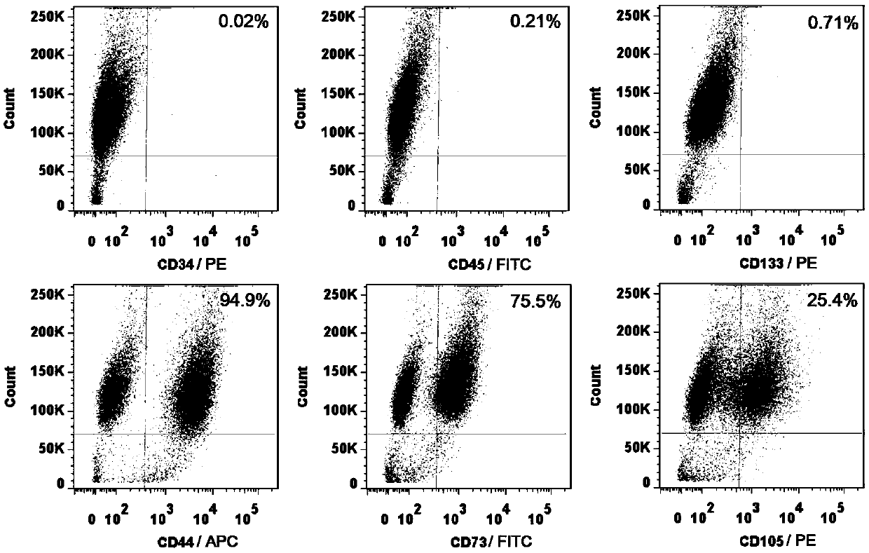 Human-adipose derived adult stem cell-derived neuronal precursor cells and preparation method therefor and application of neuronal precursor cells