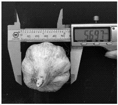 Composite preparation for producing bio-organic fertilizer from fermented excrements of livestock