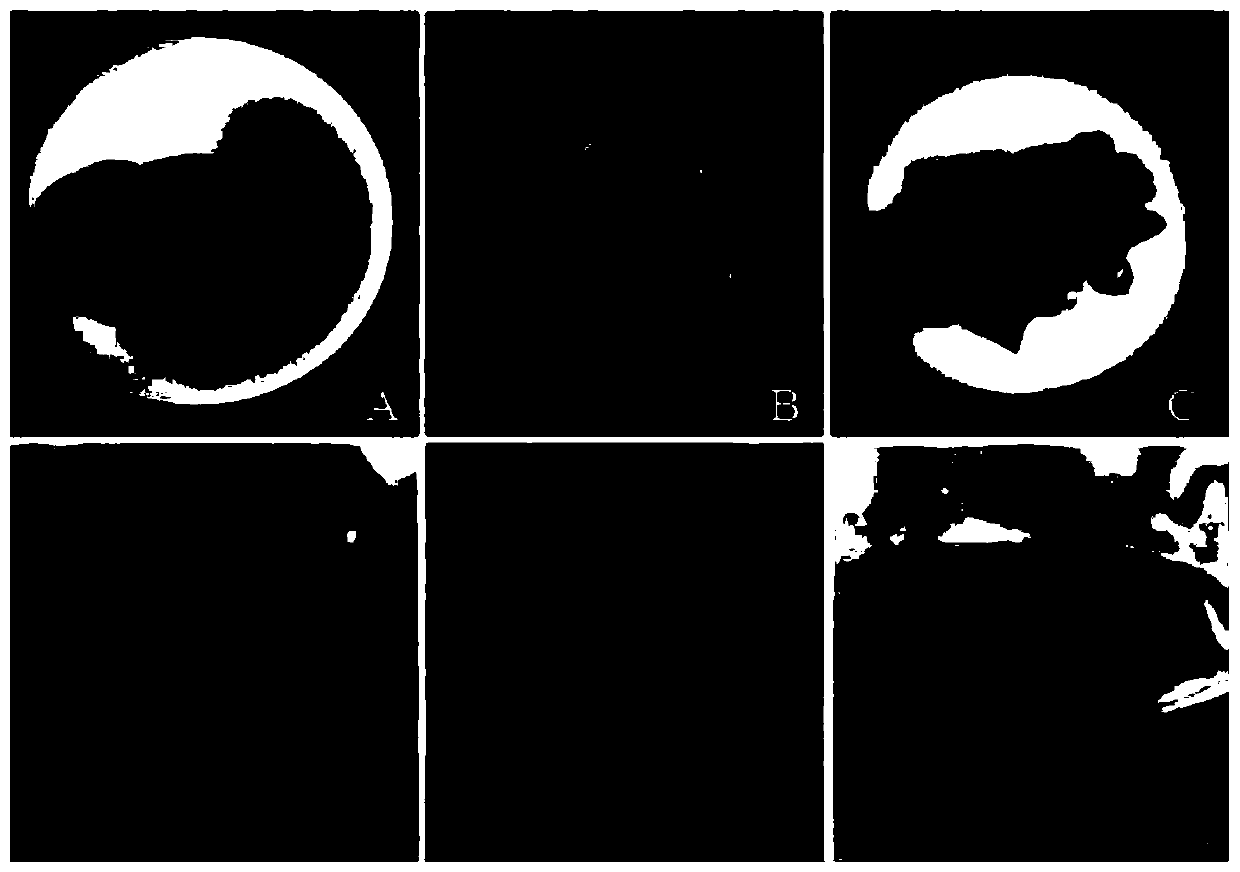 Rapid propagation method of liriodendron sino-americanum with leaves as explants