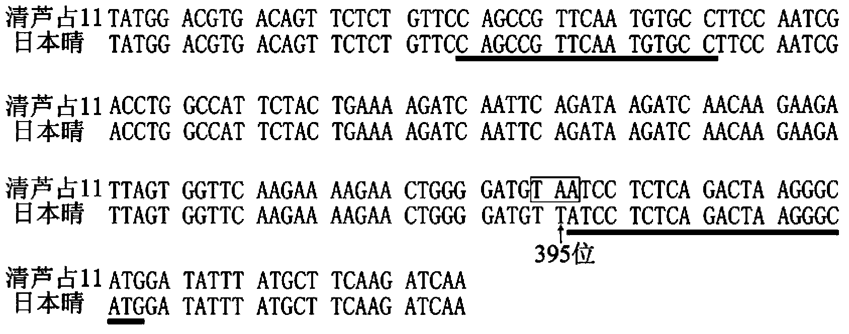 Paddy Hd-q gene and application thereof in cultivation of paddy with wide applicability