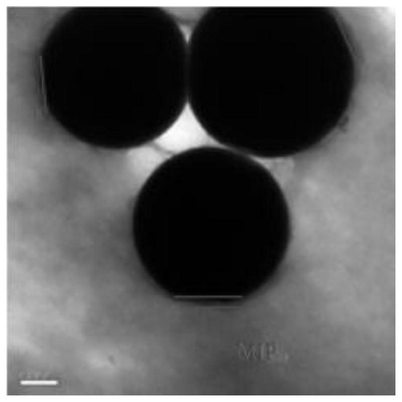 Molecularly imprinted polymer materials and applications for purifying sulfonamides in water