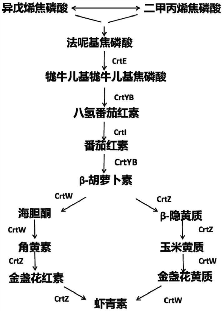 Recombinant saccharomyces cerevisiae for producing astaxanthin, and application of recombinant saccharomyces cerevisiae