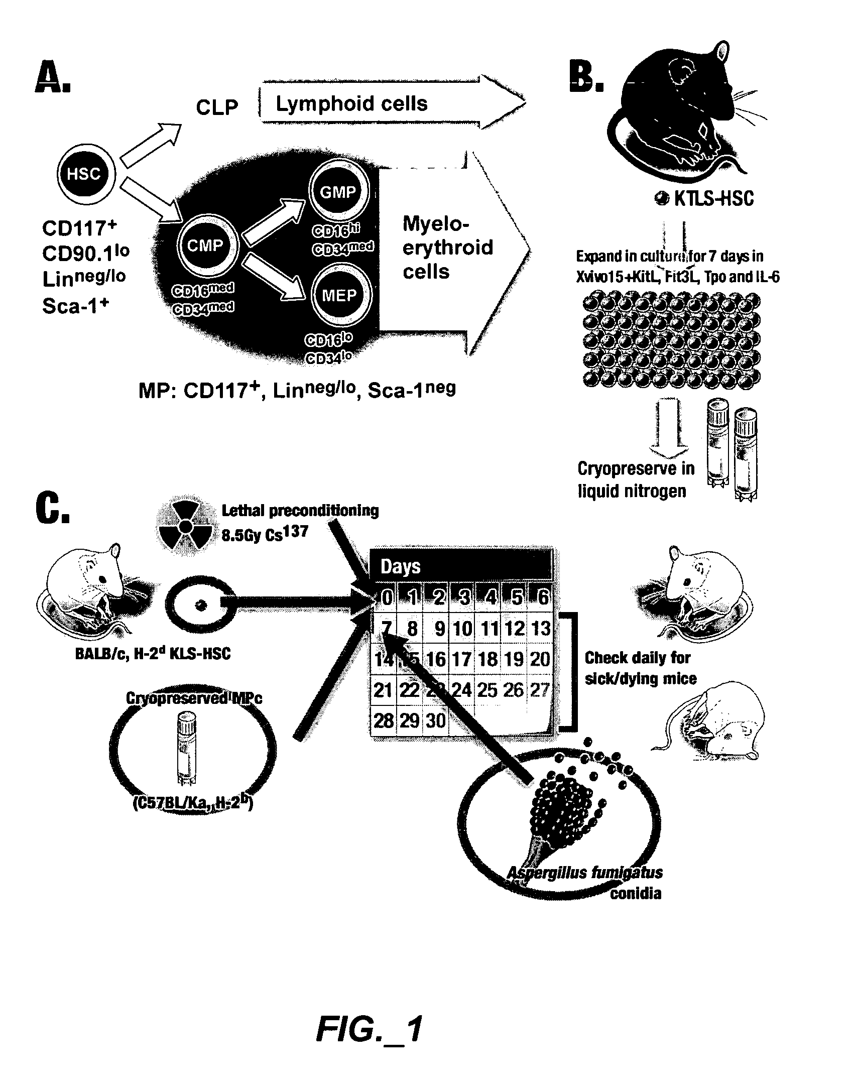 Methods of expanding myeloid cell populations and uses thereof