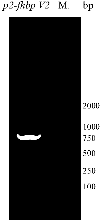 Serogroup B meningococcus recombinant chimeric protein vaccine and preparation method thereof