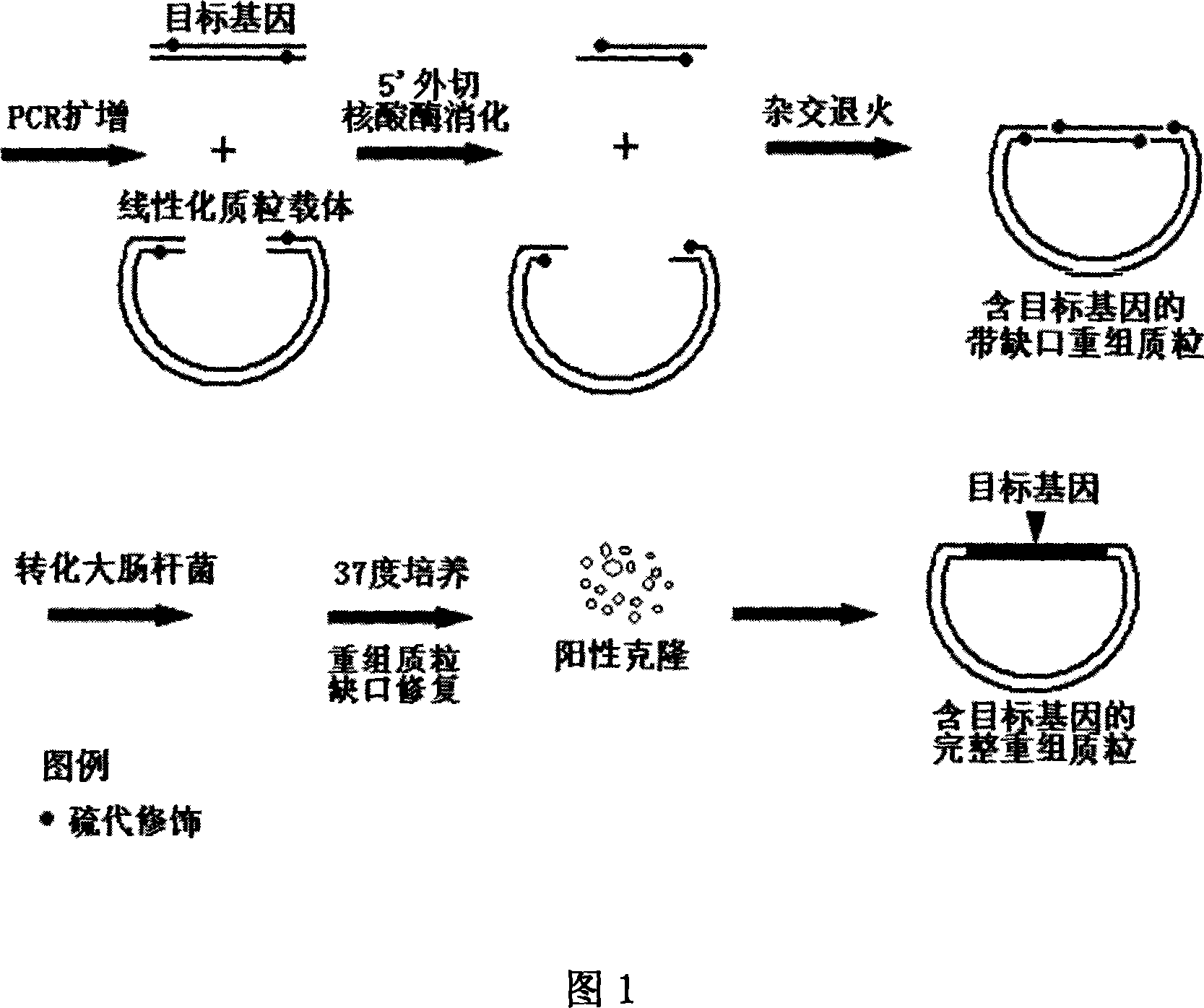 Non-dependent ligase gene cloning process based on thio-modification