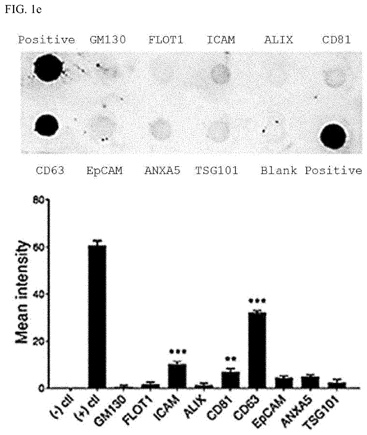 Exosome for stimulating t cell and pharmaceutical use thereof