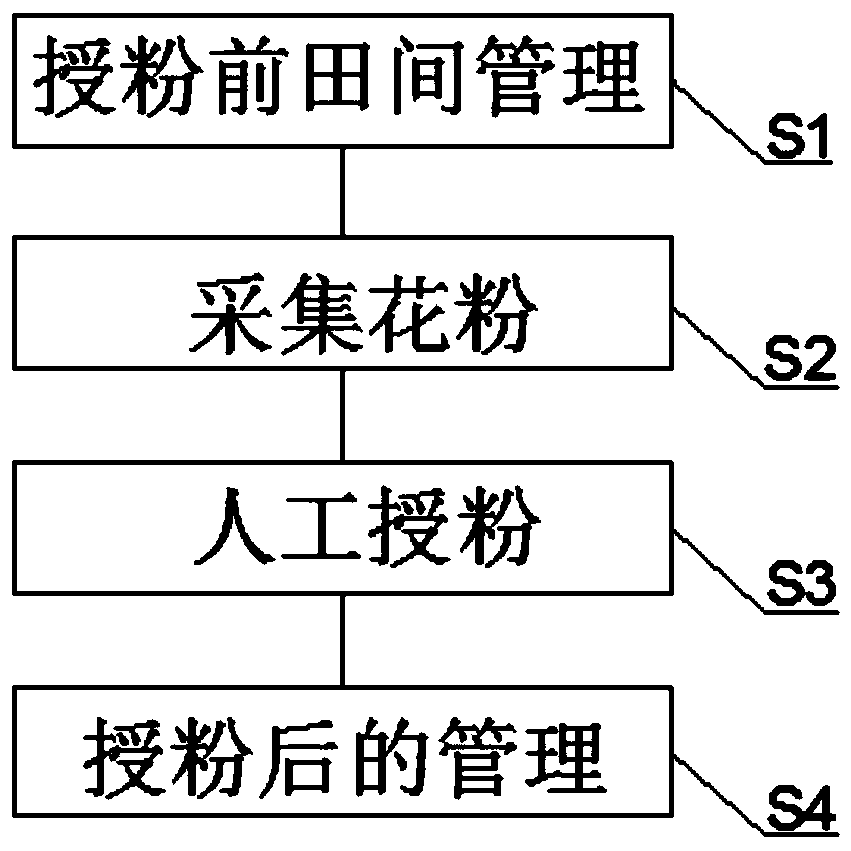 Pollination method capable of increasing yield of amomum villosum