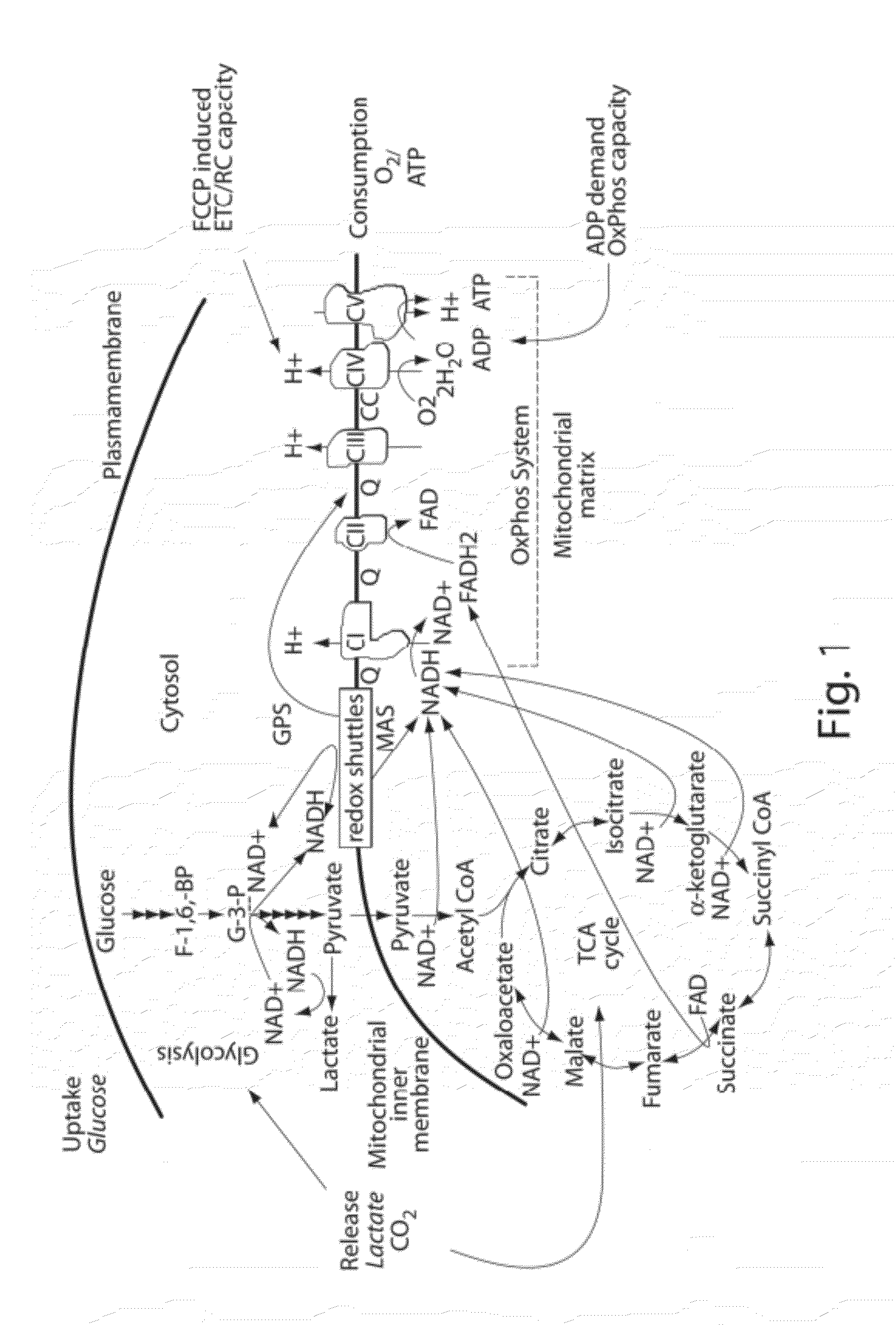 Methods, compositions and kits for assaying mitochondrial function