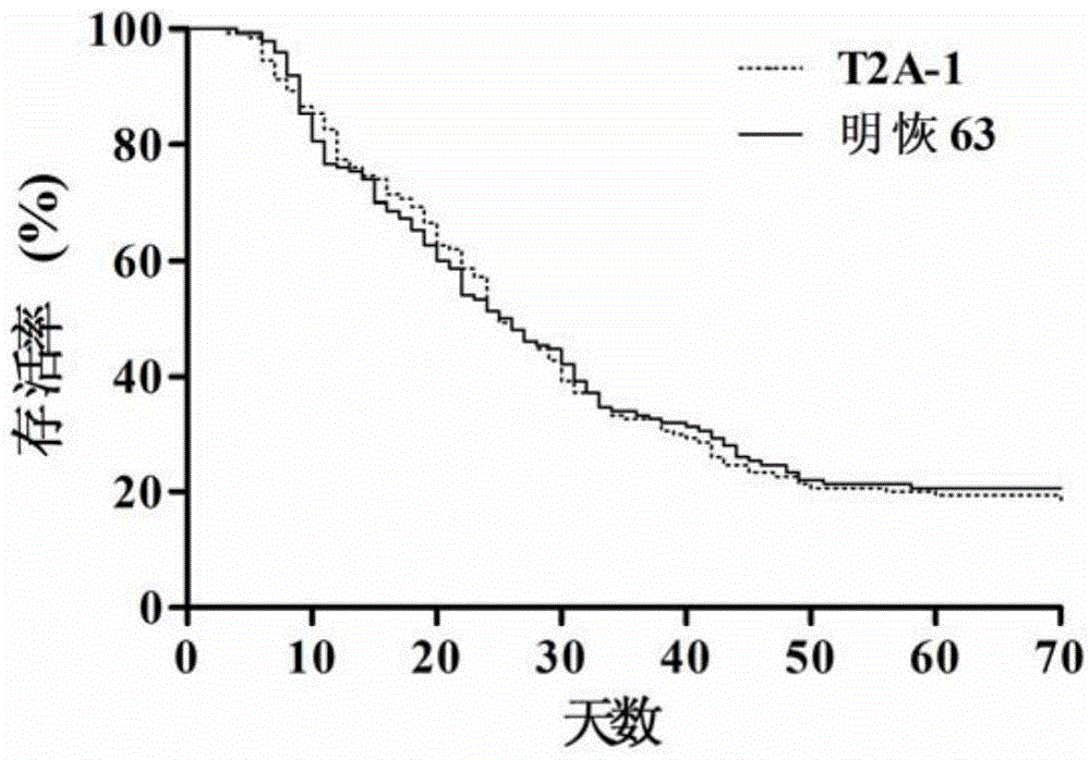 Safety evaluation method of transgenic insect-resistant rice against predatory natural enemy Auranthus praecox