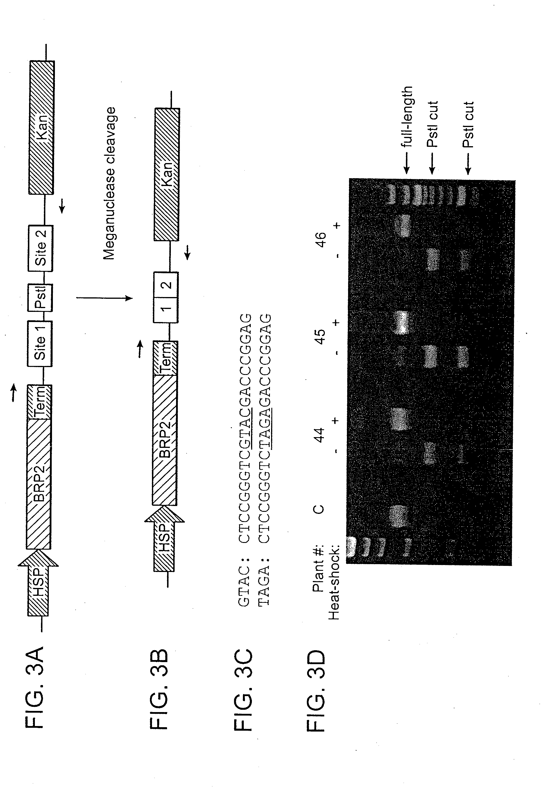 Recognition sequences for i-crei-derived meganucleases and uses thereof