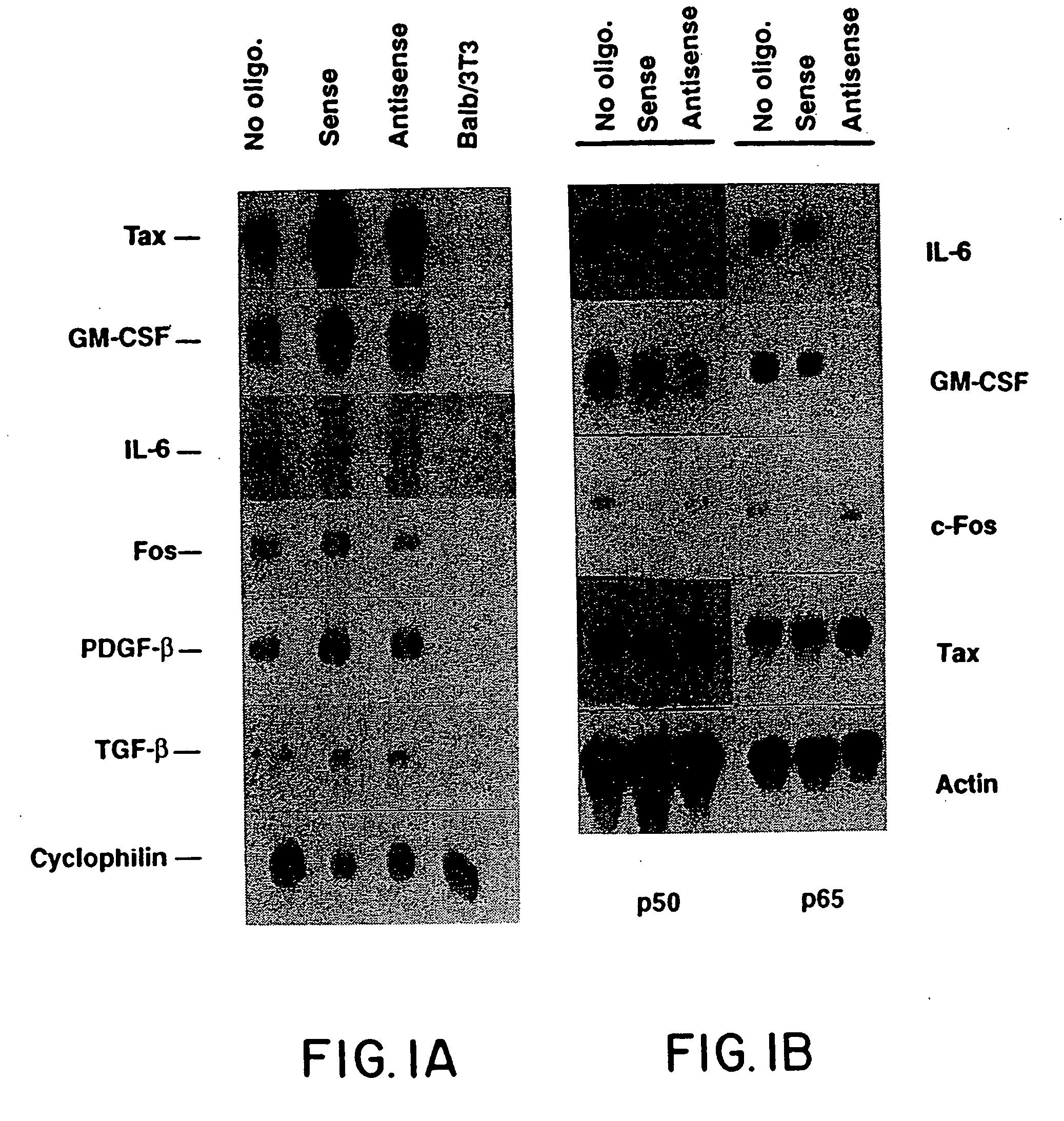 Suppression of nuclear factor-kappaB dependent processes using oligonucleotides