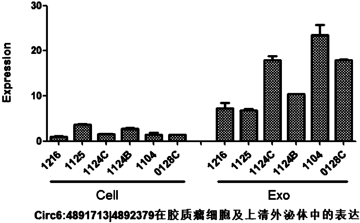 Glioma prognostic marker circ6:4891713|4892379 and applications