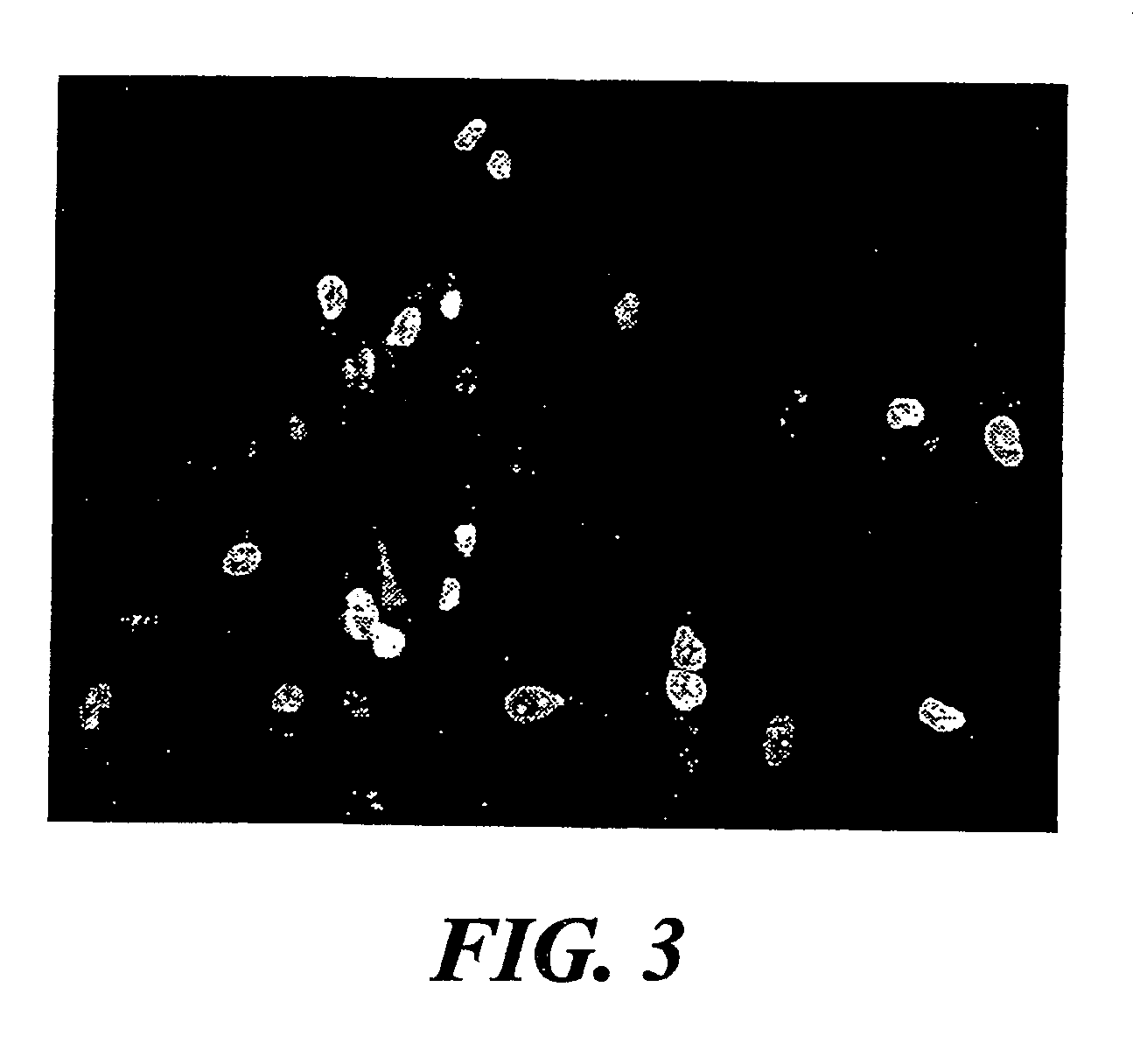 Culture of goblet cells