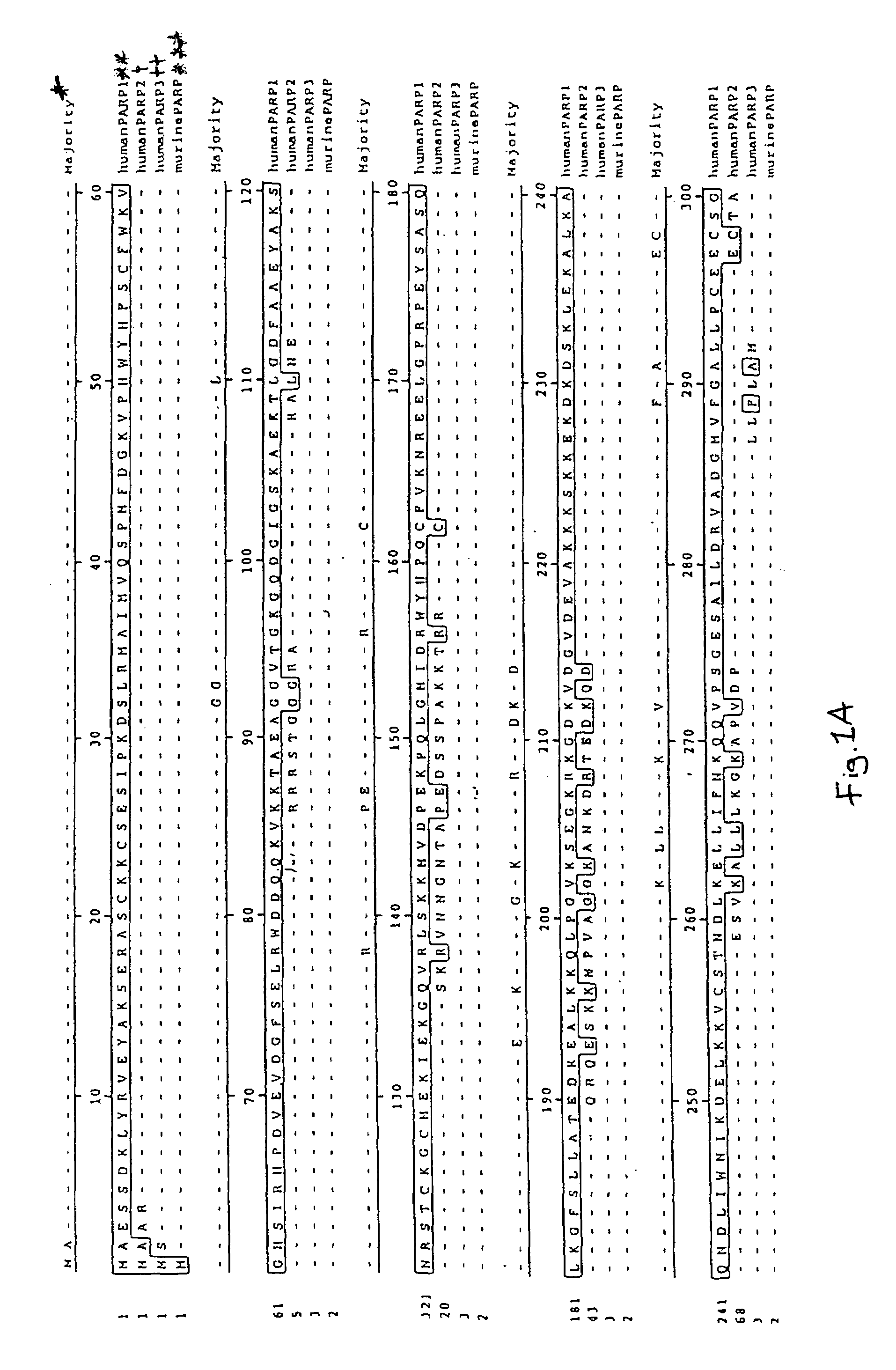 Poly(ADP-ribose) polymerase-gene