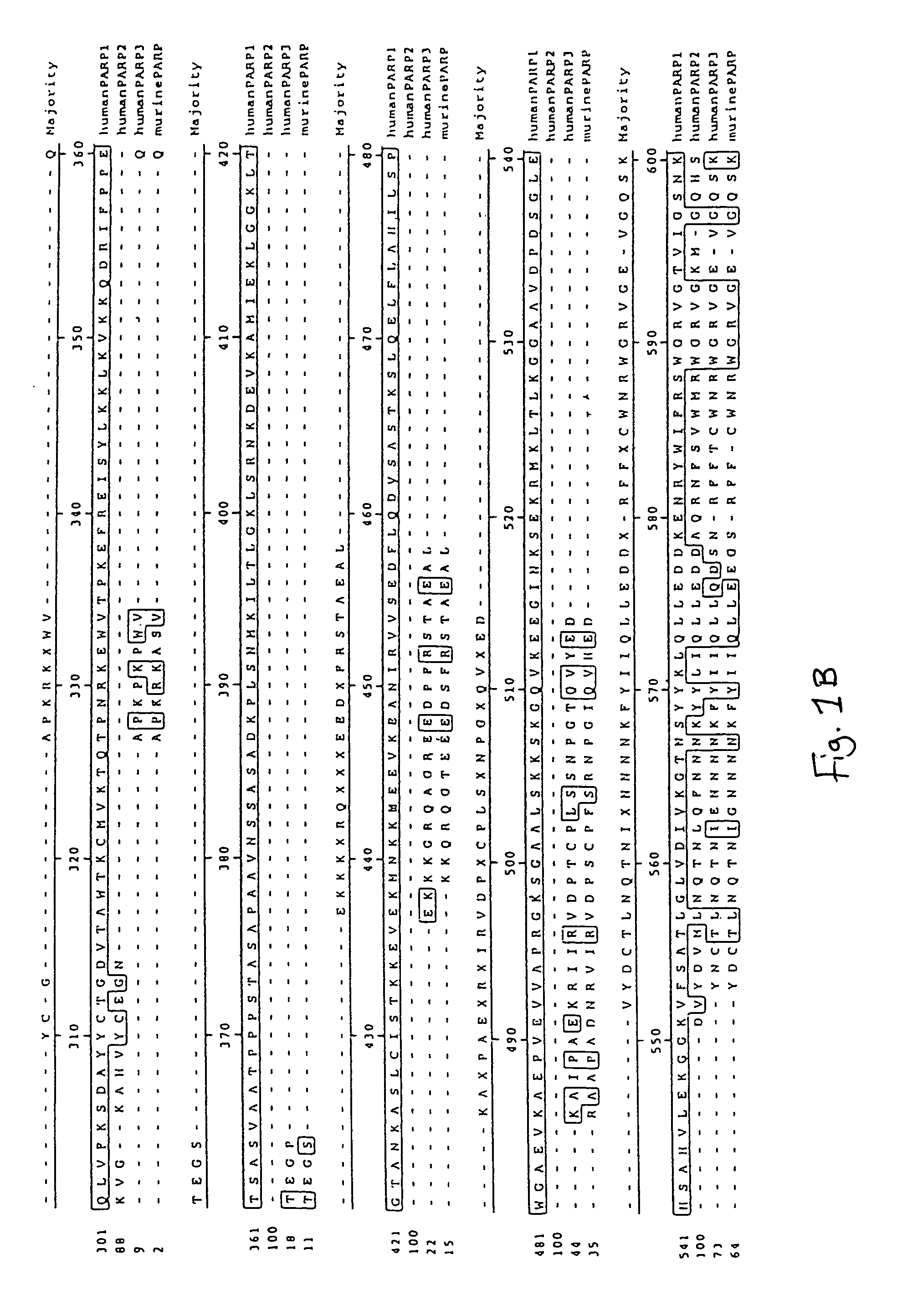 Poly(ADP-ribose) polymerase-gene