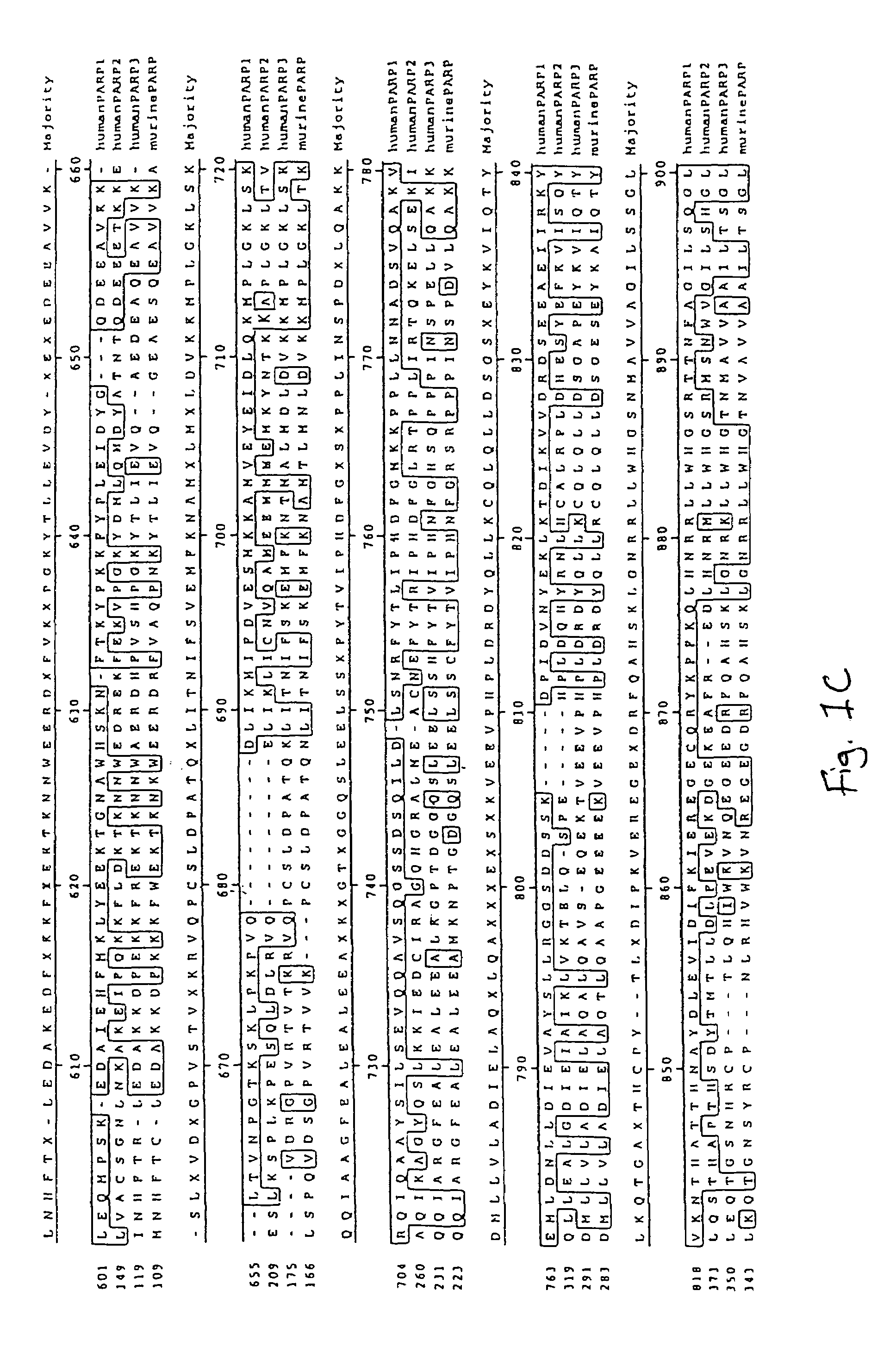 Poly(ADP-ribose) polymerase-gene