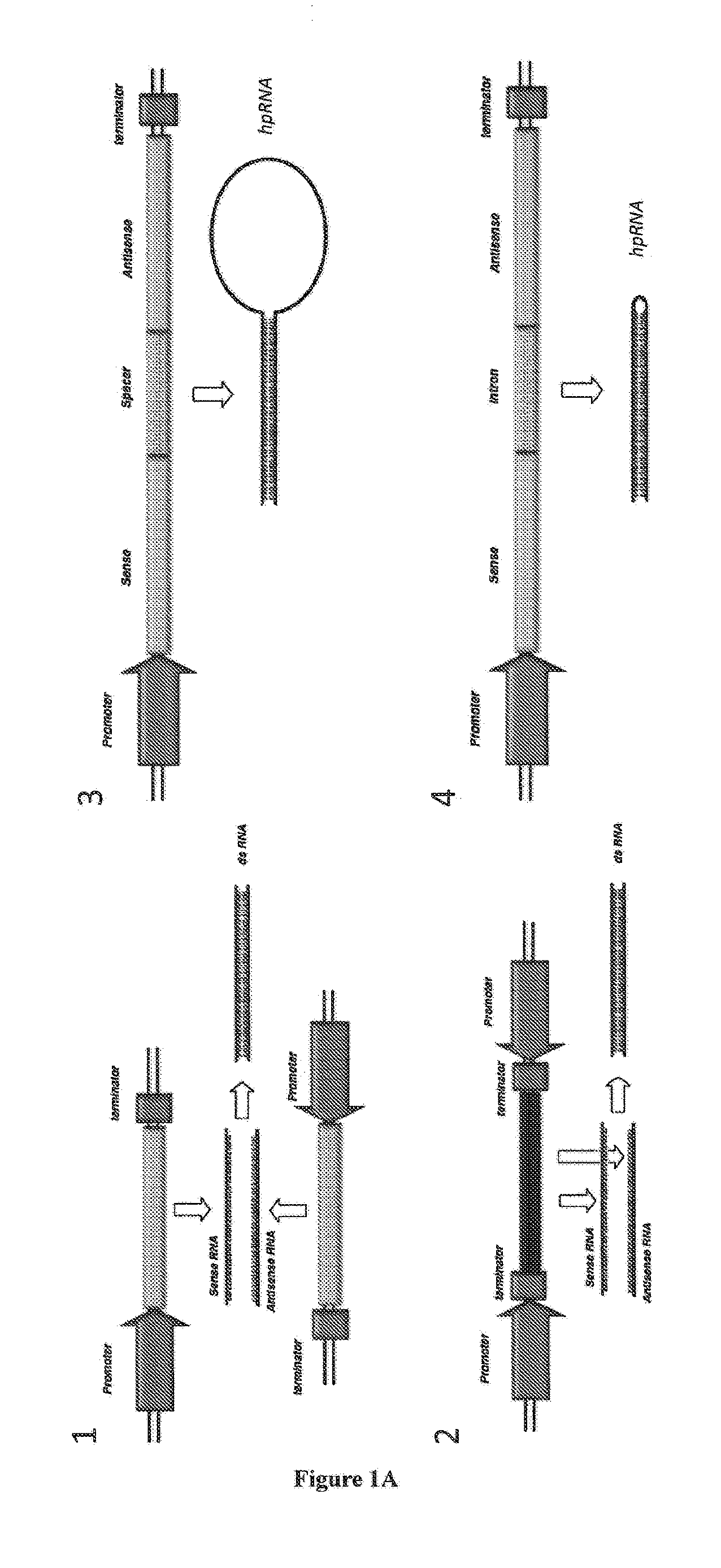 RNA production in higher plants