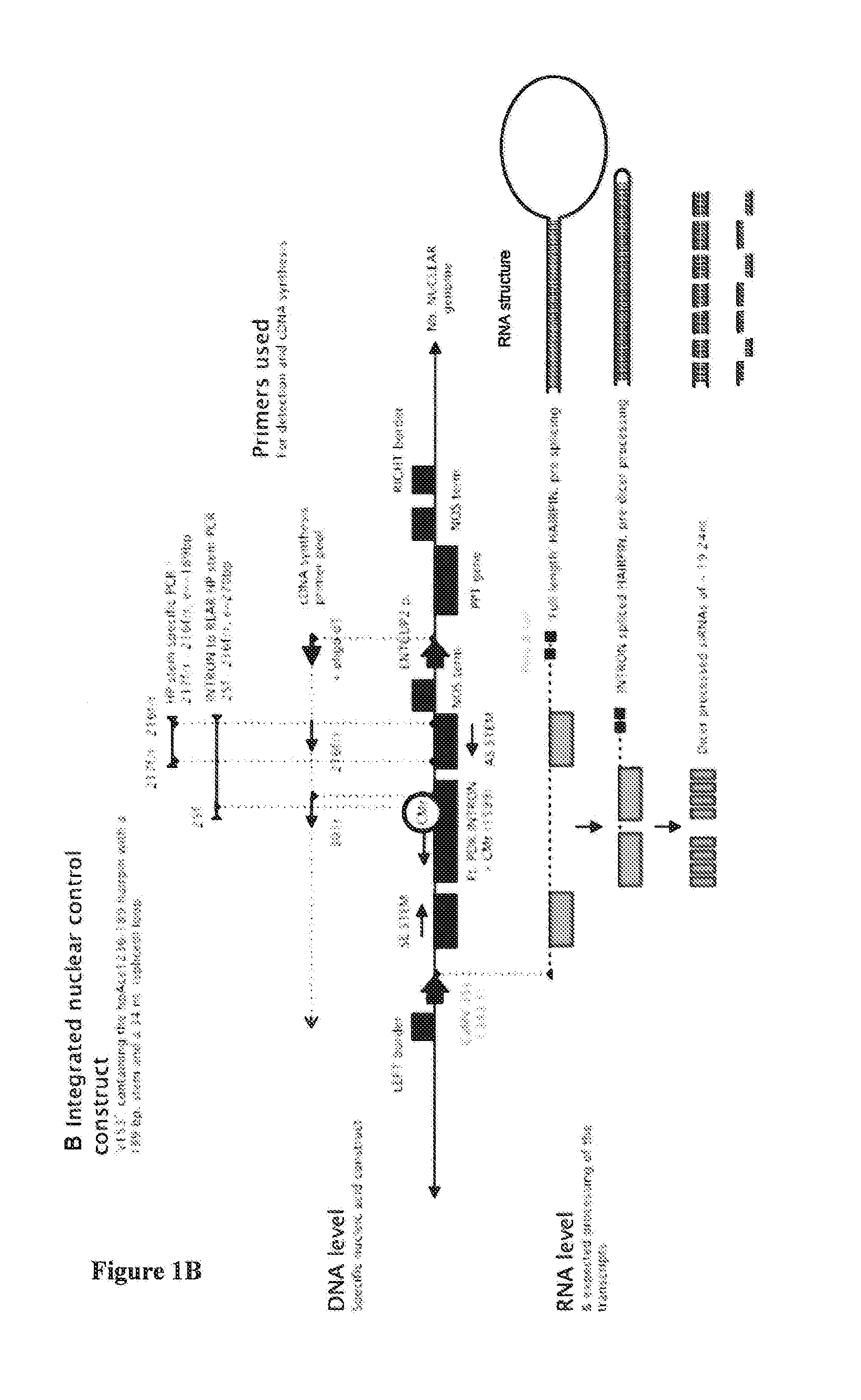 RNA production in higher plants