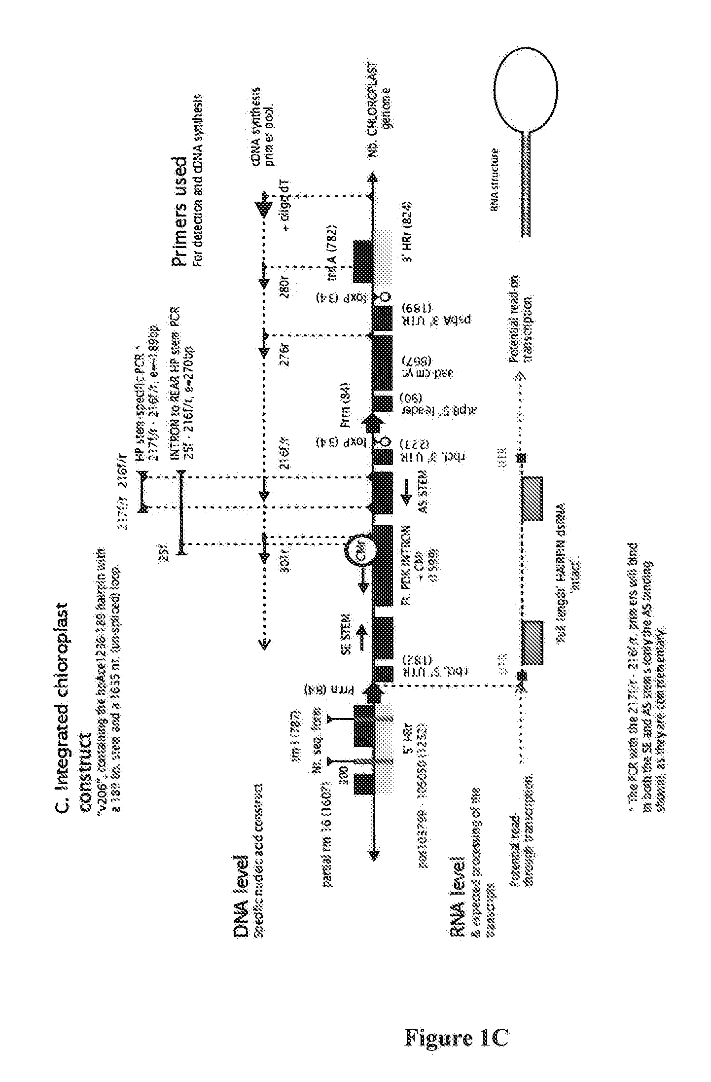 RNA production in higher plants