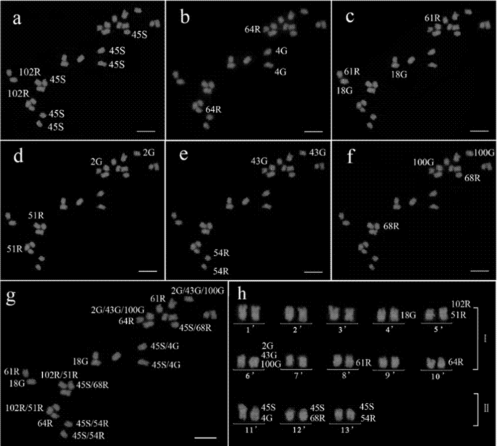 BAC markers for distinguishing 13 pairs of sesame chromosomes