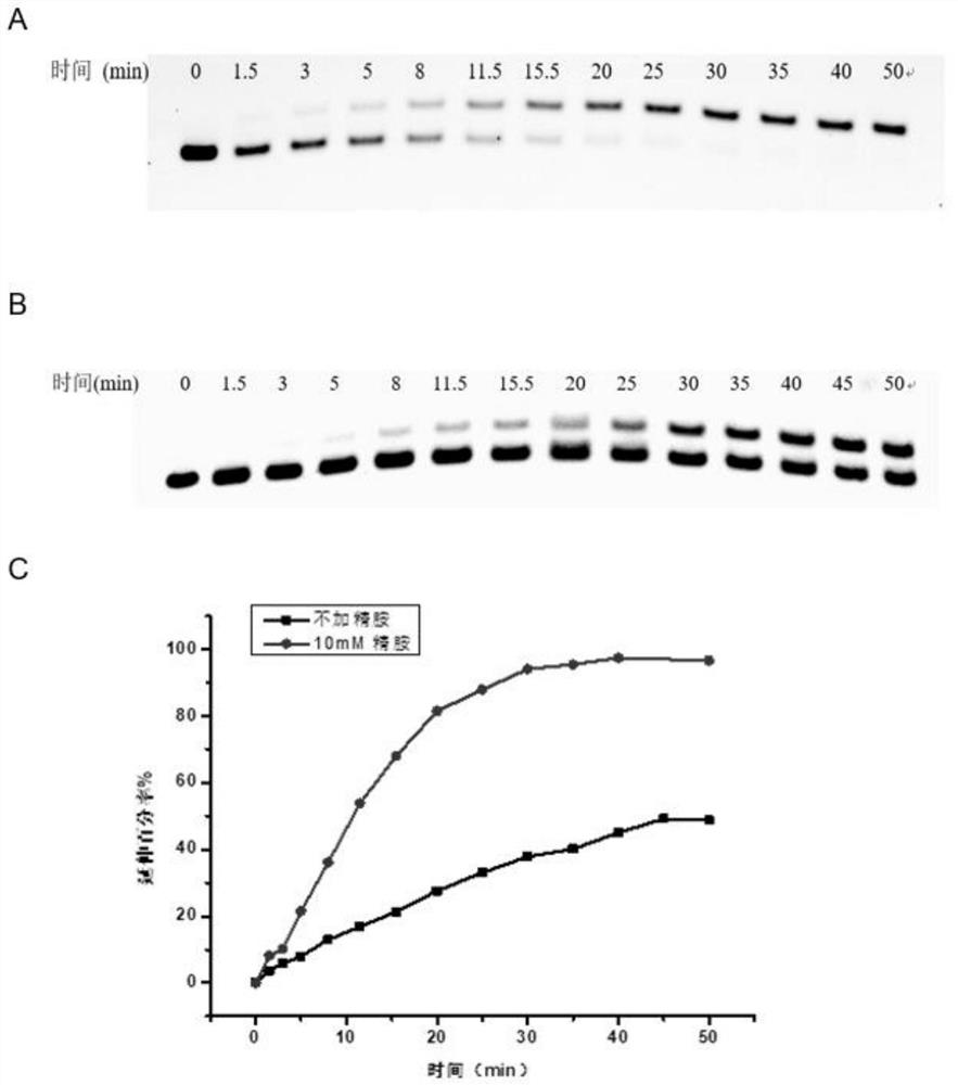 A method for detecting the methylation modification at N6 or N1 position of adenine in nucleic acid by using dutp or dttp