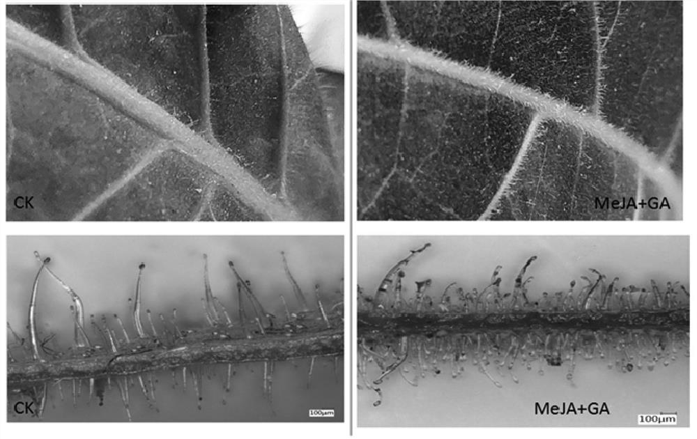 Tobacco glandular hair development regulator, tobacco upper leaf growth promoting and secretion increasing leaf fertilizer and preparation and application of tobacco upper leaf growth promoting and secretion increasing leaf fertilizer