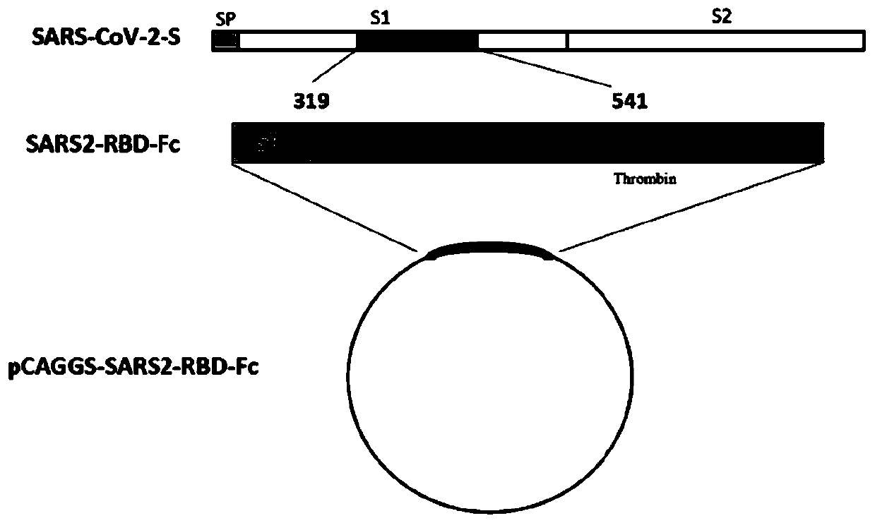 Subunit vaccine for novel coronavirus and application of subunit vaccine