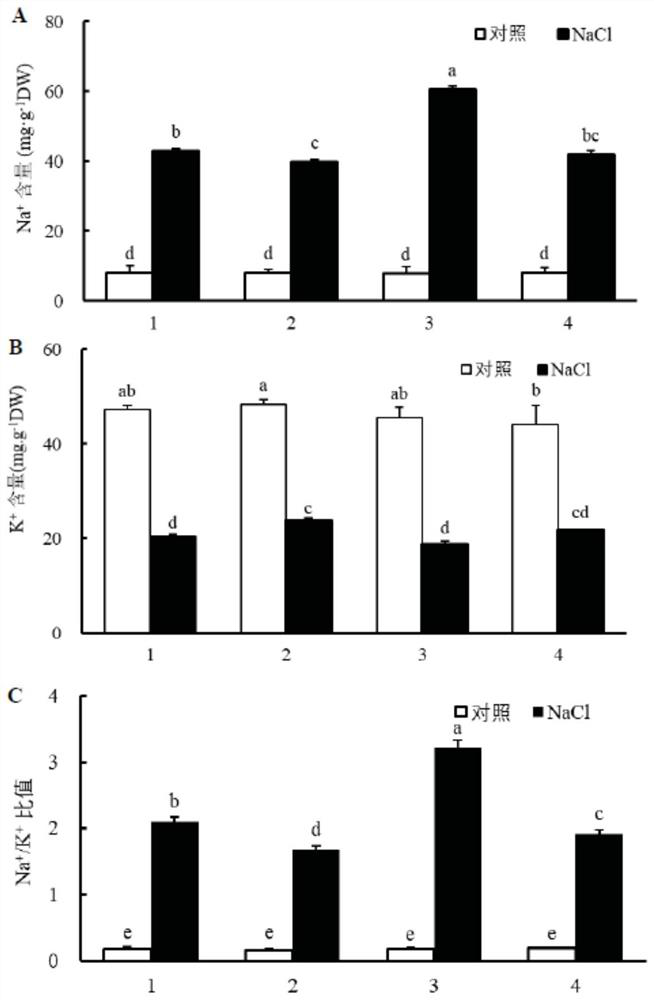 A tamarisk plasma membrane na  <sup>+</sup> /h  <sup>+</sup>  antiporter gene and its application